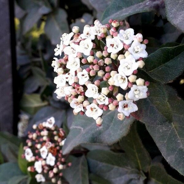 Viburnum tinus Flor