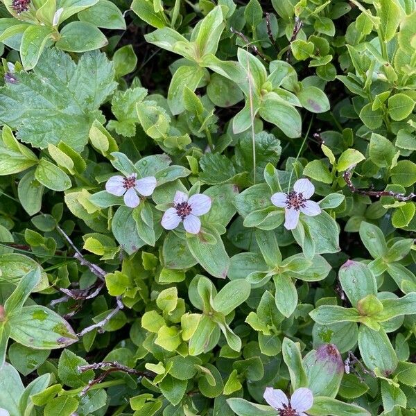 Cornus suecica Λουλούδι