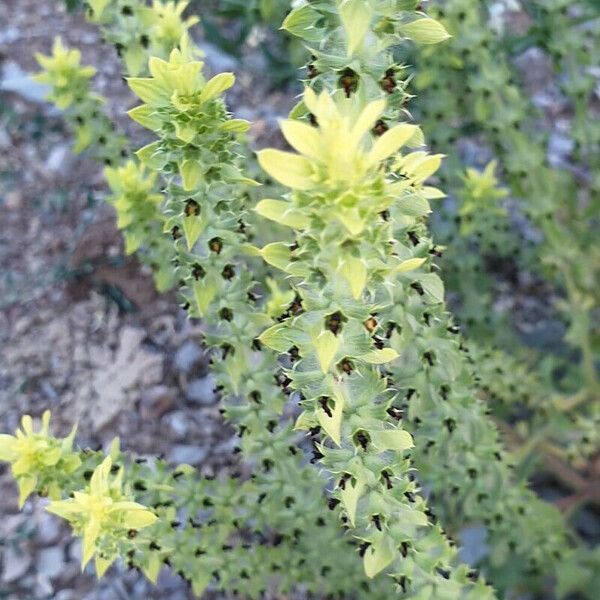 Sideritis montana Квітка