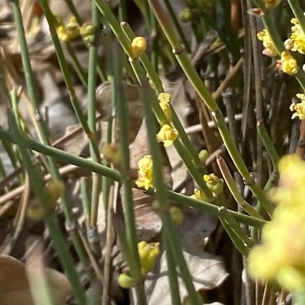 Ephedra distachya Blad