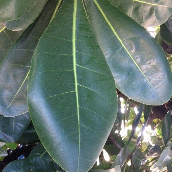 Barringtonia asiatica Leaf