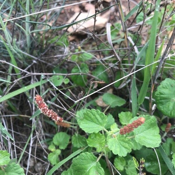 Acalypha monostachya Bloem