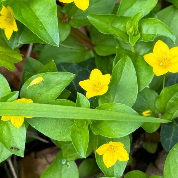 Lysimachia nemorum Folha