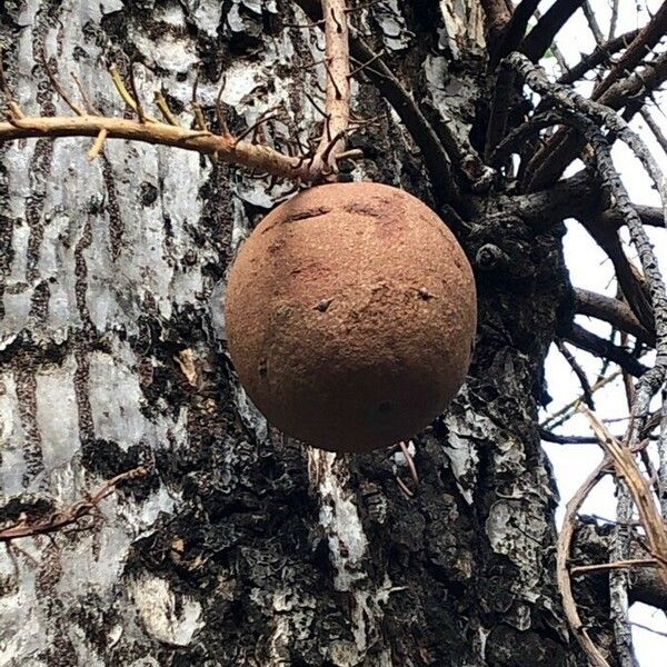 Couroupita guianensis Fruit