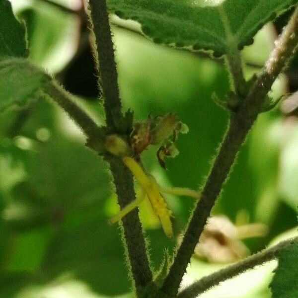 Triumfetta semitriloba Flower