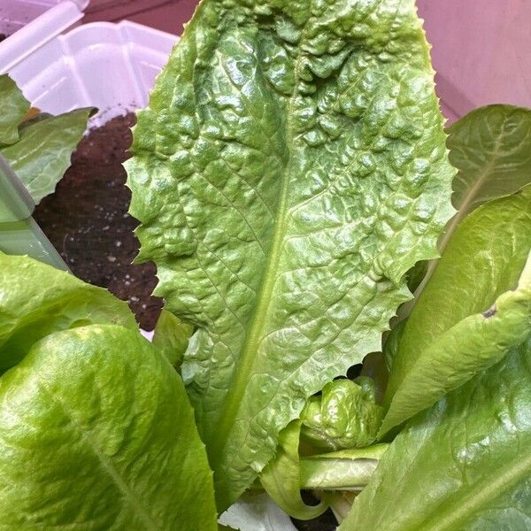 Lactuca sativa Leaf