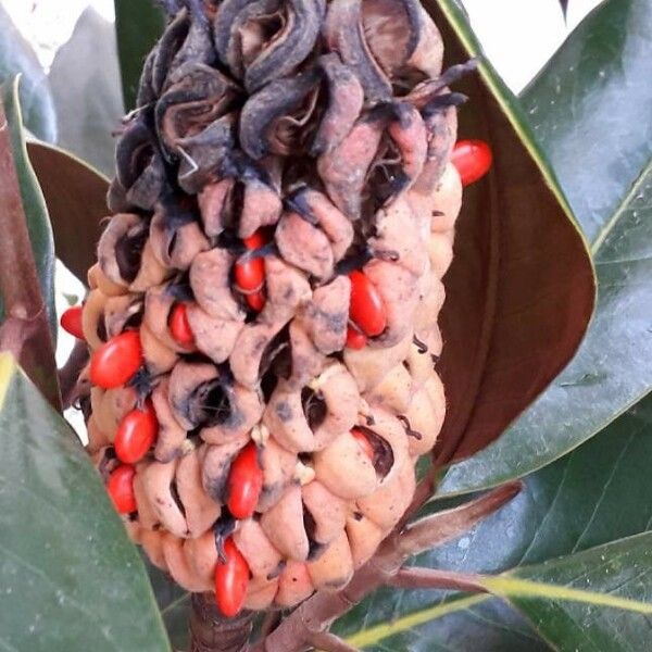 Magnolia grandiflora Frugt