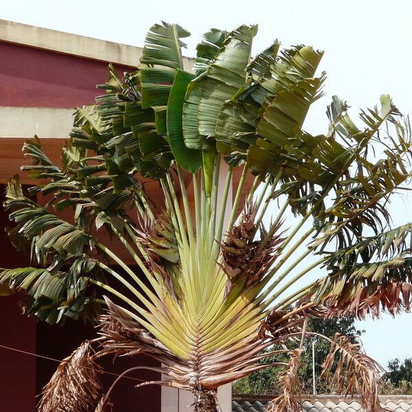 Ravenala madagascariensis Folha