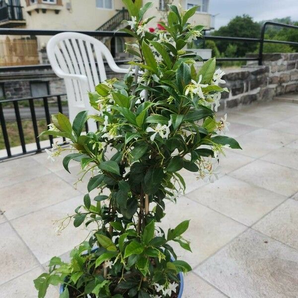 Trachelospermum jasminoides फूल