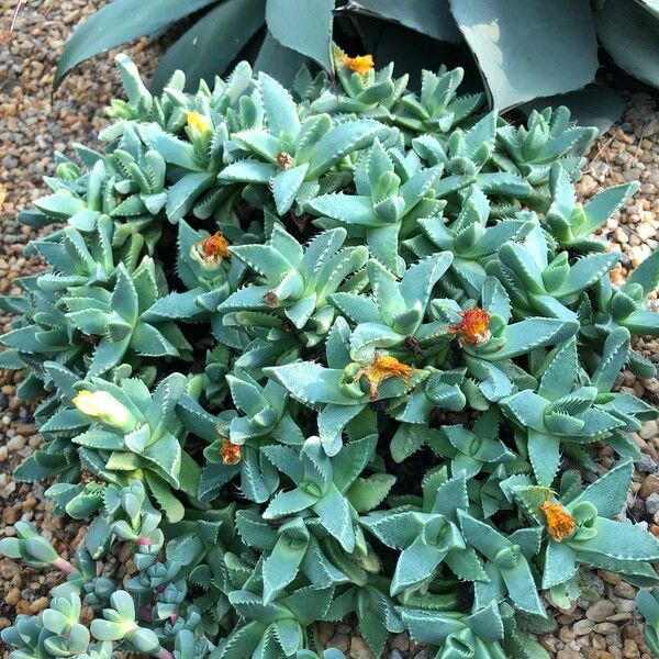 Faucaria tigrina Habitus