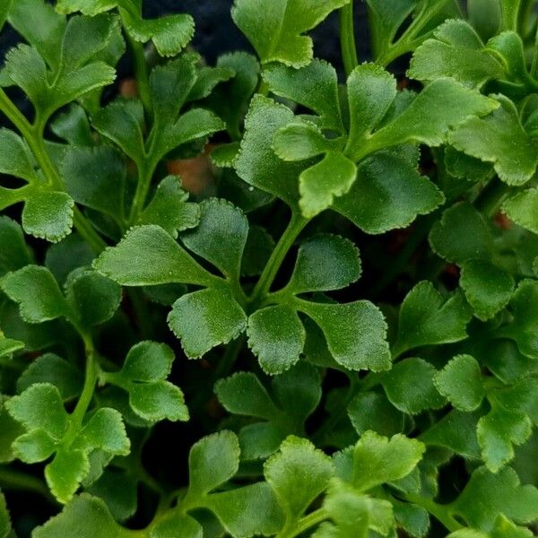 Asplenium ruta-muraria Лист