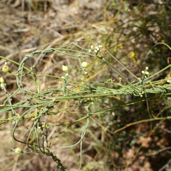 Cassytha filiformis Gyümölcs