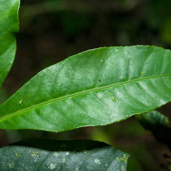 Ardisia guianensis Folha