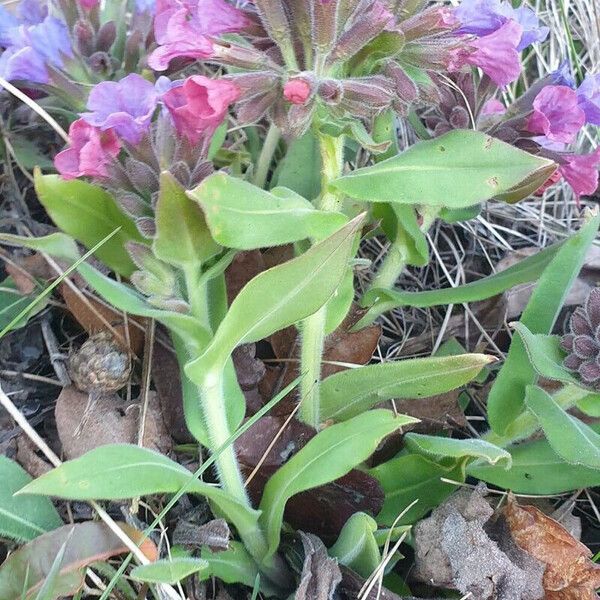 Pulmonaria mollis Flower