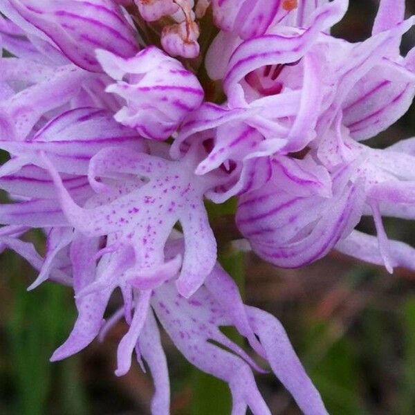 Orchis italica Flor