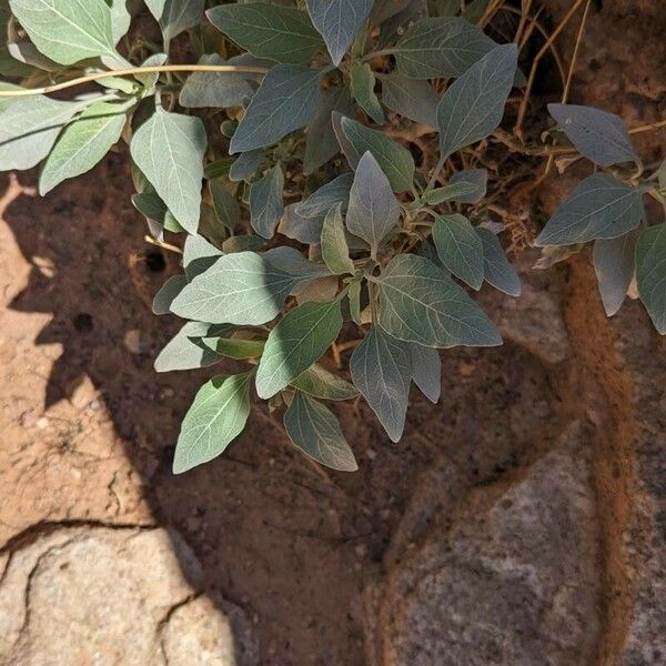 Helianthus niveus Leaf