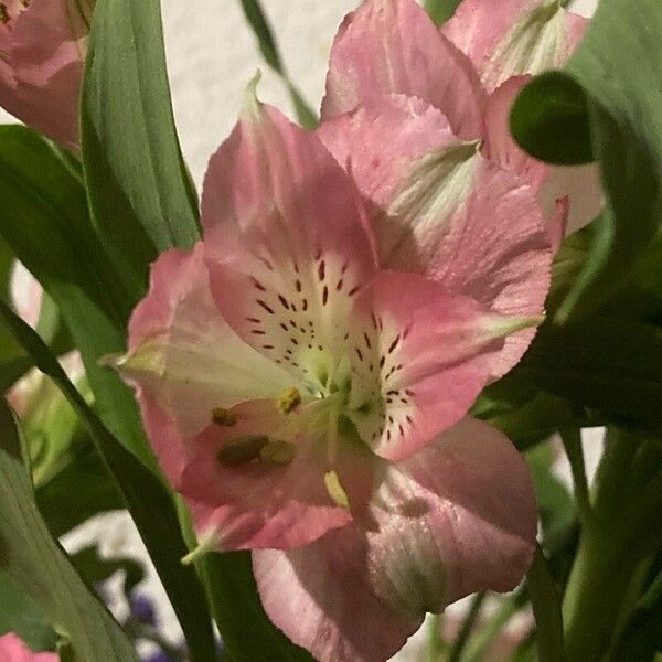 Alstroemeria spp. 花