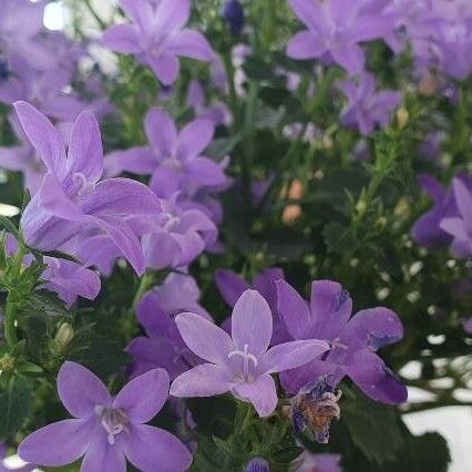 Campanula poscharskyana Blomst