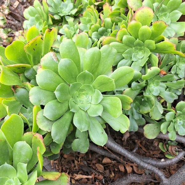 Aeonium undulatum Лист