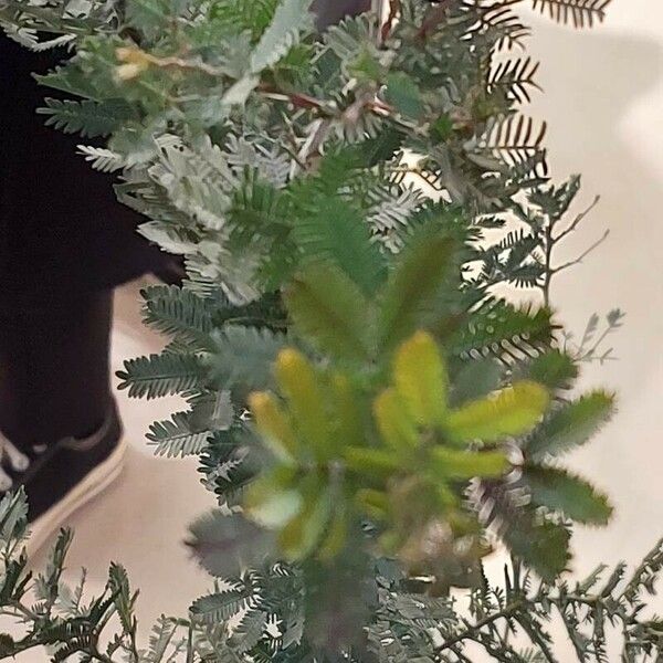 Vachellia farnesiana Blatt