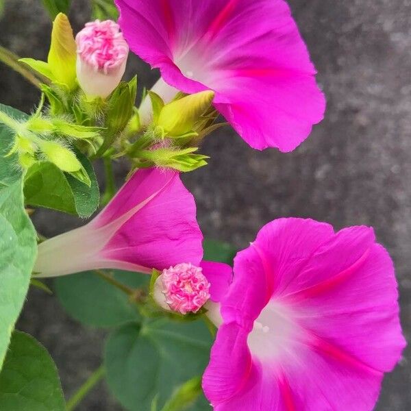 Ipomoea purpurea Flower