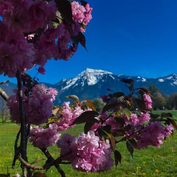 Tabebuia rosea 花