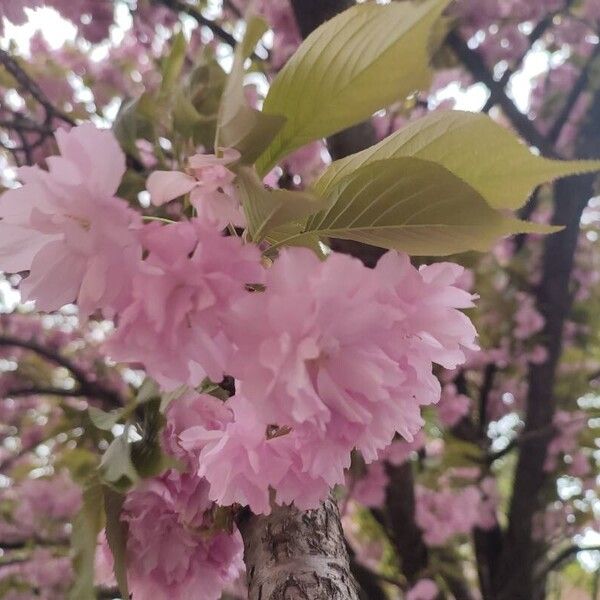 Prunus serrulata 花