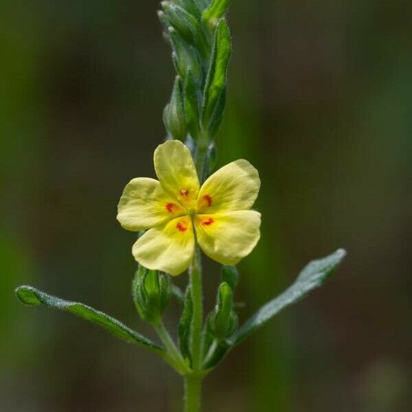 Helianthemum salicifolium Floare