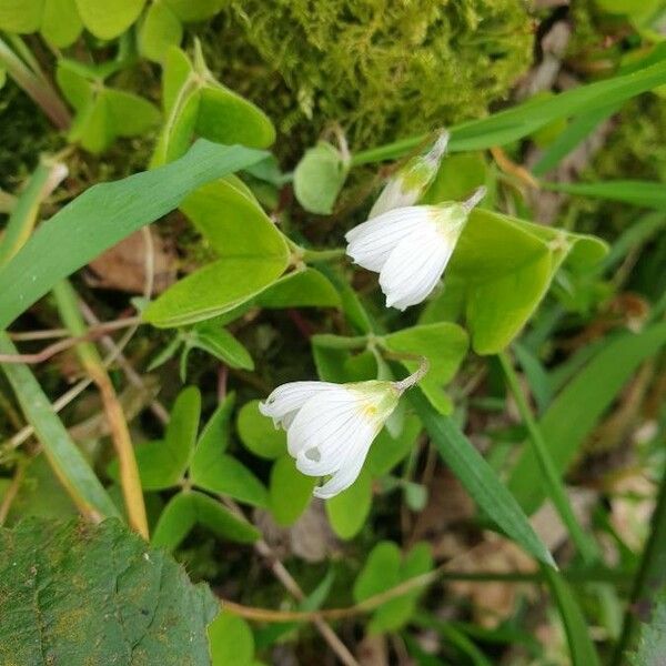 Oxalis acetosella 花