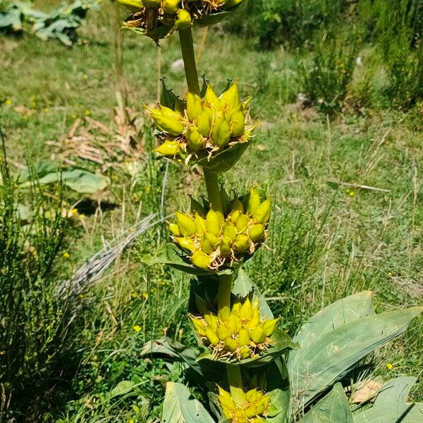 Gentiana lutea Flor