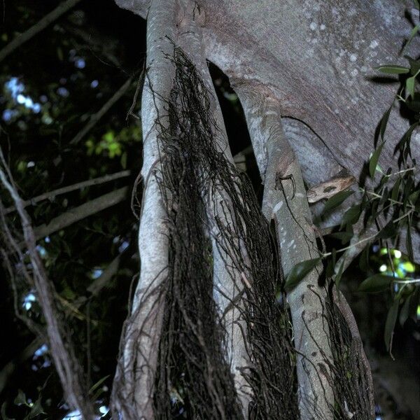 Ficus microcarpa Кора