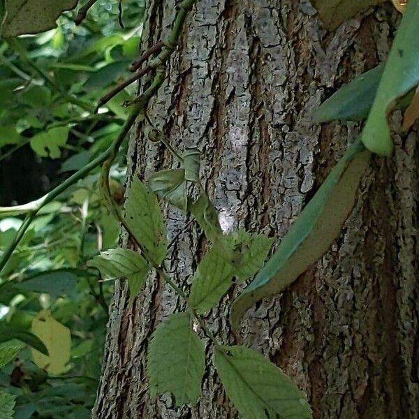 Juglans californica বাকল