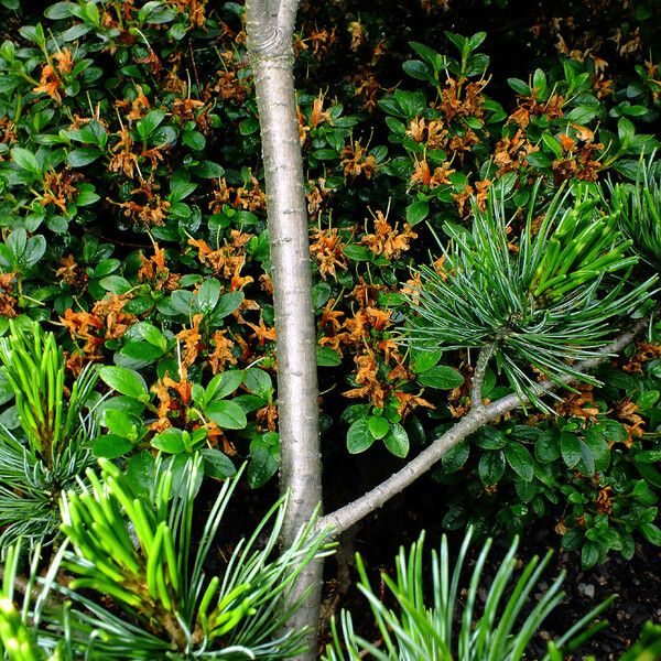 Pinus parviflora Bark