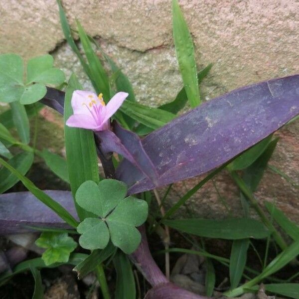 Tradescantia pallida 花