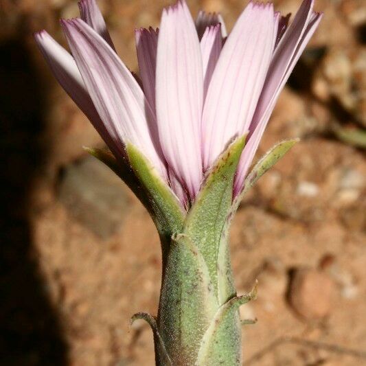 Pseudopodospermum undulatum 花