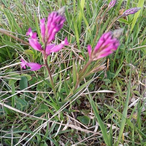 Polygala major Habitatea