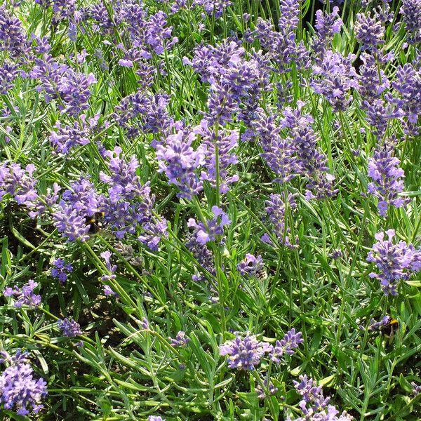 Lavandula angustifolia Blüte