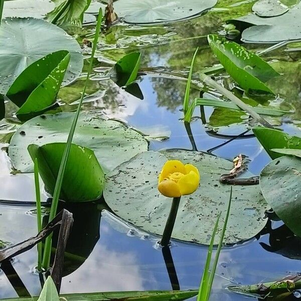 Nuphar lutea Çiçek