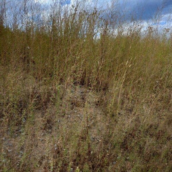 Epilobium brachycarpum Habit