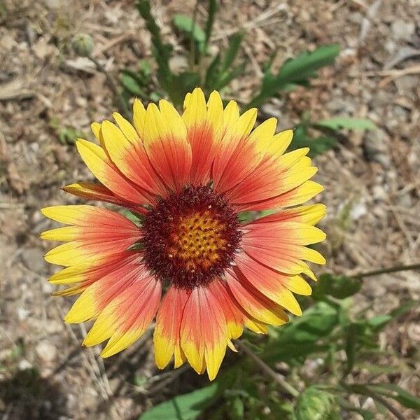 Gaillardia pulchella Virág