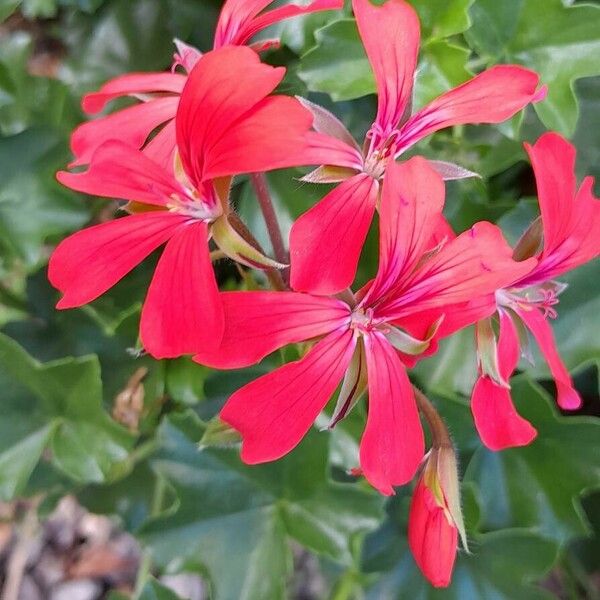 Pelargonium peltatum Bloem