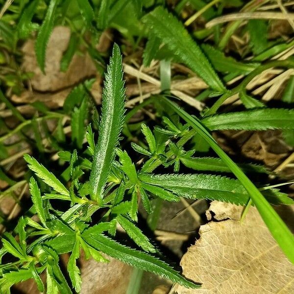 Achillea ptarmica Leaf