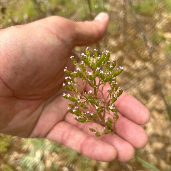 Valeriana calcitrapae Kvet