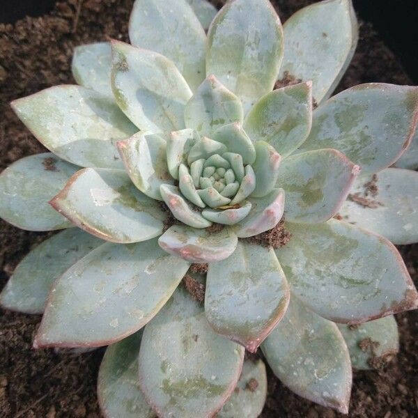 Echeveria colorata Feuille