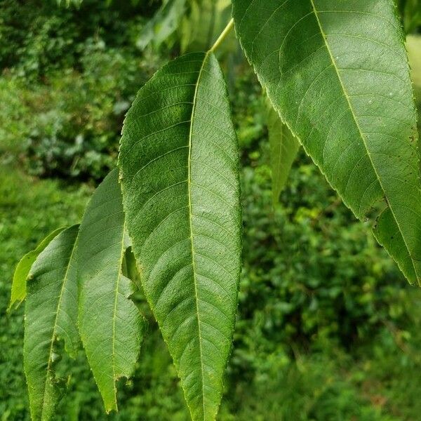 Juglans nigra Lehti