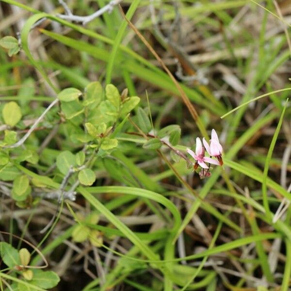 Vaccinium oxycoccos Квітка