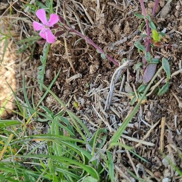 Saponaria ocymoides Elinympäristö