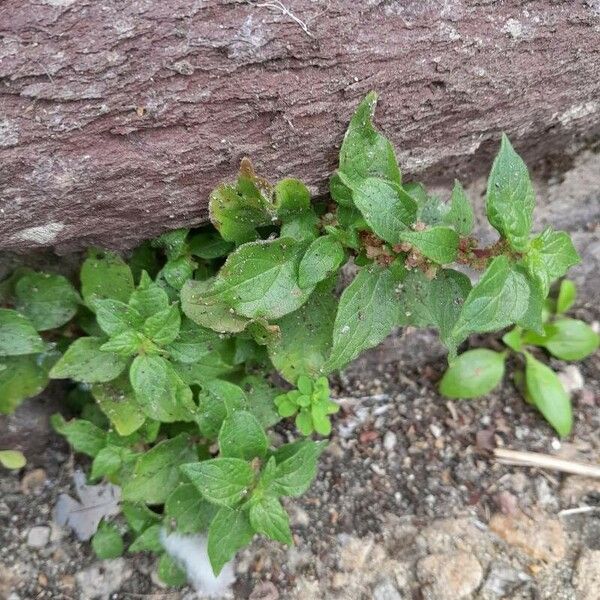 Parietaria judaica Habitus