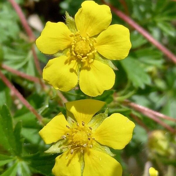 Potentilla verna Blomst