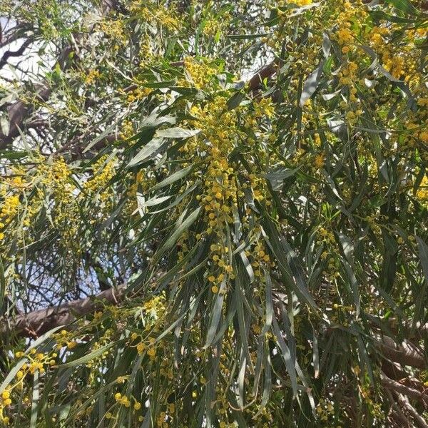 Acacia saligna Листок